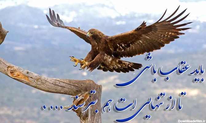 عکس نوشته عقاب همیشه تنهاست