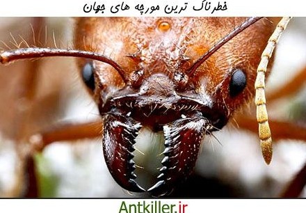 عکس مورچه های سمی